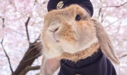 爆料网红兔子视频大全集,萌宠欢乐时光回顾